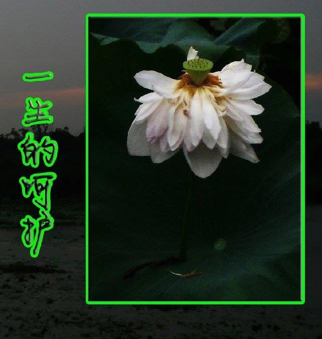 丑小鸭变白天鹅真实改编,丑小鸭摇身一变白天鹅