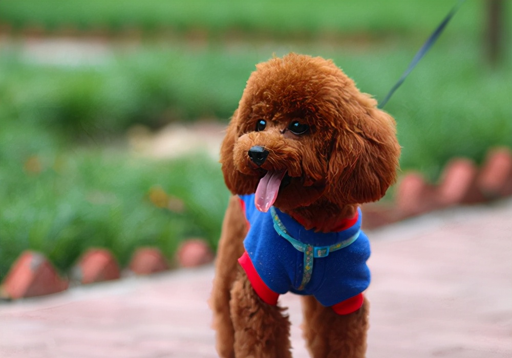 泰迪拉稀怎么办最快最有效,泰迪幼犬拉稀怎么办最快最有效