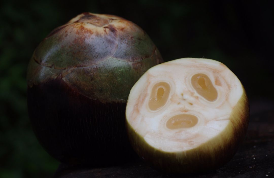 真的是活久见！长成这样居然能吃？