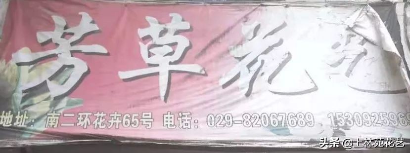 西安新年鲜花批发,西安鲜花店批发进货渠道