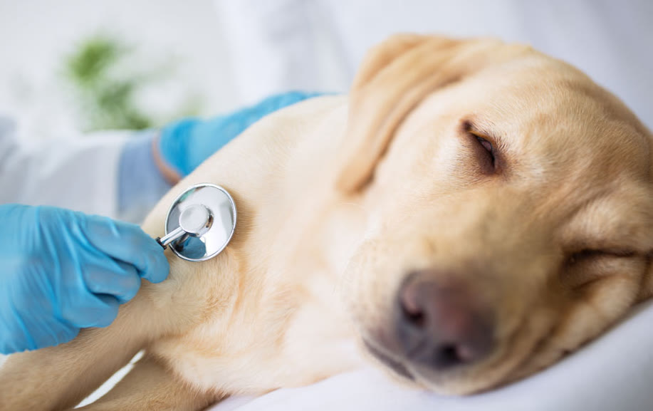 狗子挑食不吃饭怎么办是生病了吗,狗子挑食怎么处理最有效
