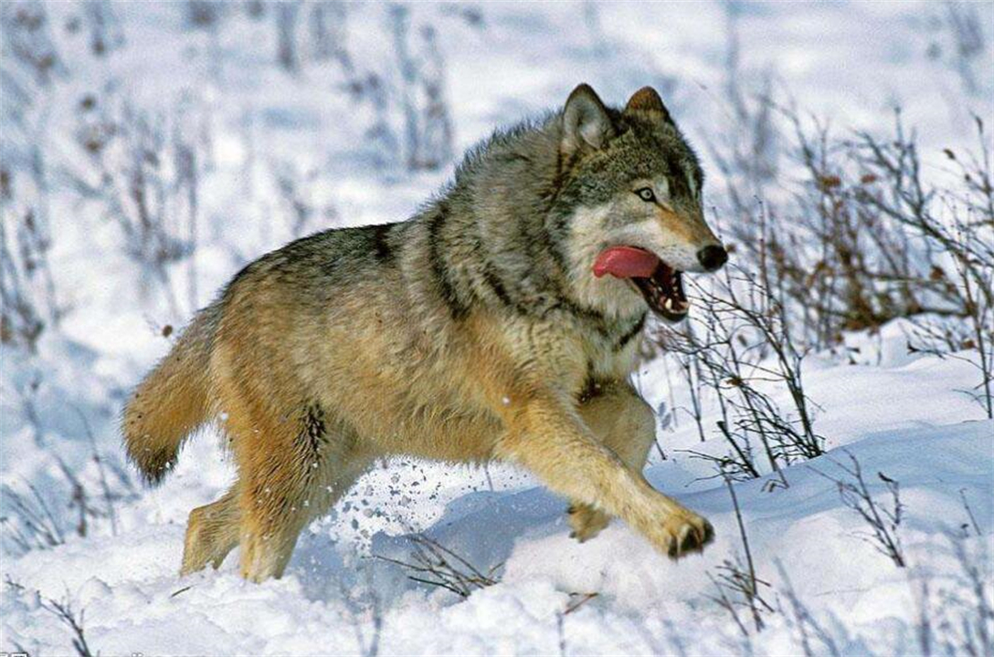 大象为什么不被其他动物吃掉,为什么食肉动物不吃大象