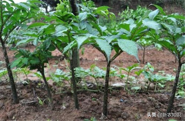 怎样种植魔芋高产,魔芋的种植技术是什么