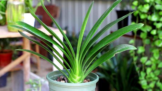 君子兰摆放在家里面哪个位置最好,君子兰在东阳台和南阳台正确摆放