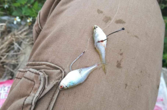 钓鲫鱼小杂鱼闹窝有什么狠招,小杂鱼闹窝有什么狠招