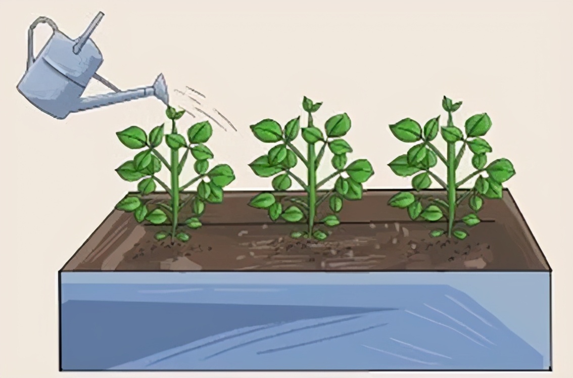 盆栽毛豆的种植方法和技术,盆栽毛豆种植方法