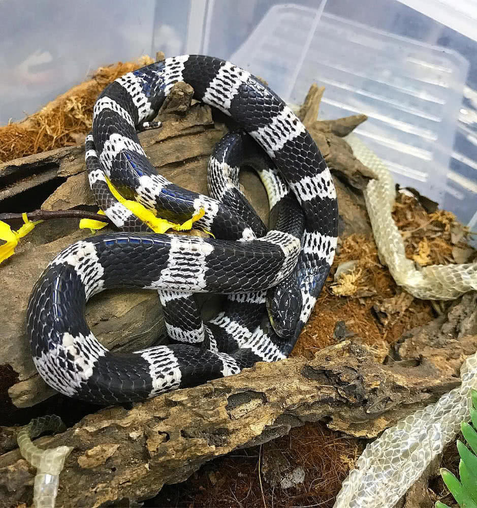 湖南七旬老人被毒蛇咬伤!抗蛇毒血清为什么这么少?