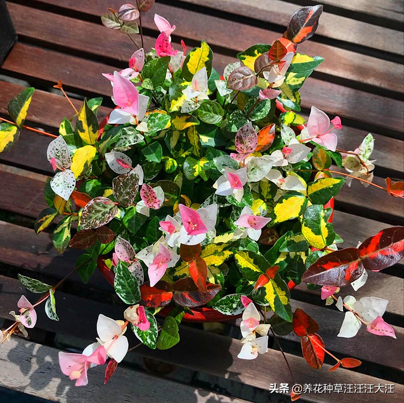 花叶络石要想叶更“花”,养护需要做好这几点,否则花叶变绿叶