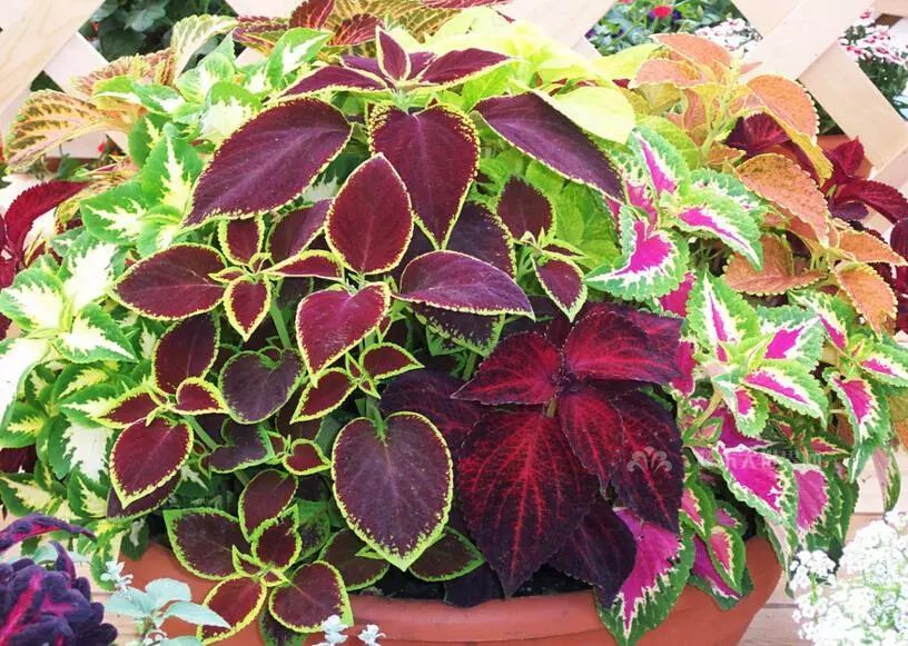 100种常见观叶植物图鉴史上最全,农村常见的100种植物