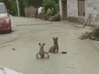 搞笑gif段子实在是猝不及防啊,搞笑gif段子狗都流口水了