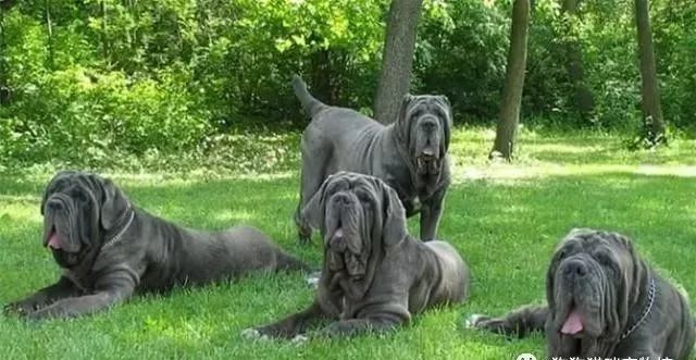 世界上最强的10种狗排名,世界上巨型狗大全