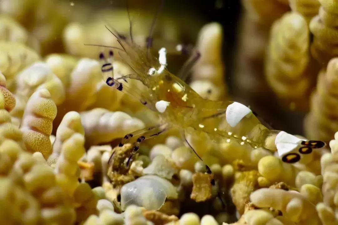 三亚潜水哪个俱乐部最好,三亚潜水得请教练么