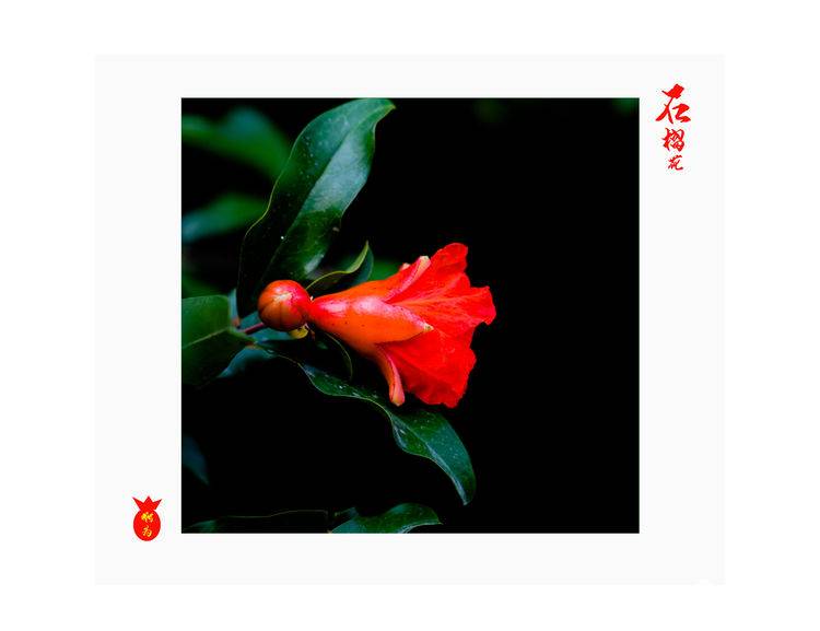 石榴花古诗词唯美,石榴花古诗词