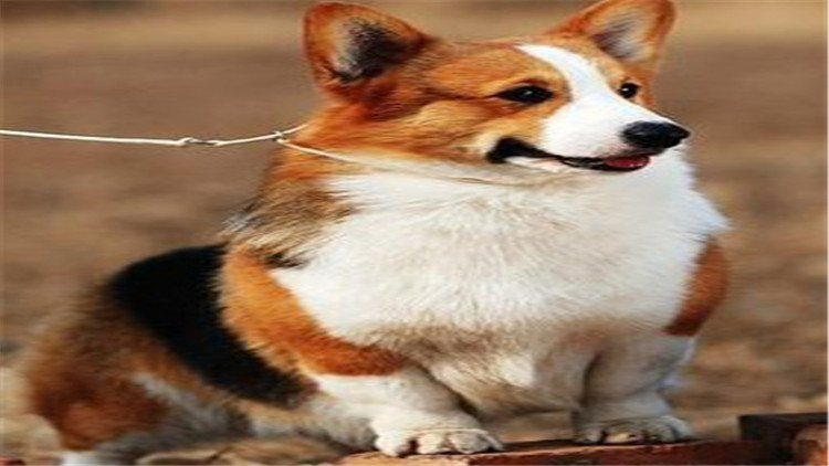 柯基犬智商排在第几名最新,柯基犬智商排第几