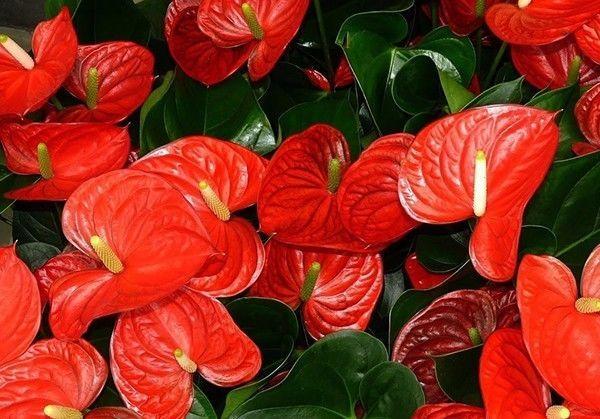 红掌怎么养才会开花越多,怎么让红掌叶绿花红