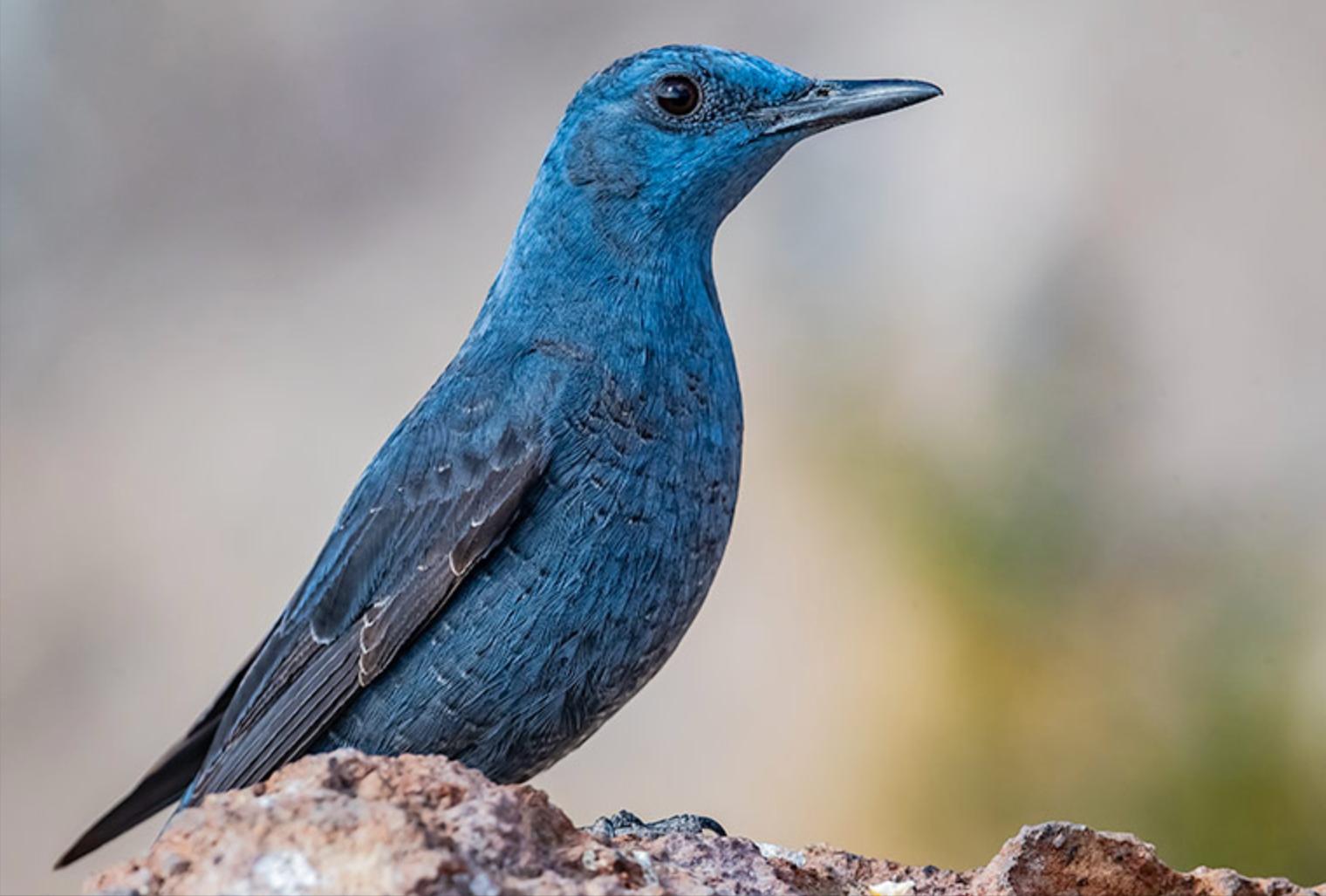 东江揽胜,惠州淡水常见鸟类图谱