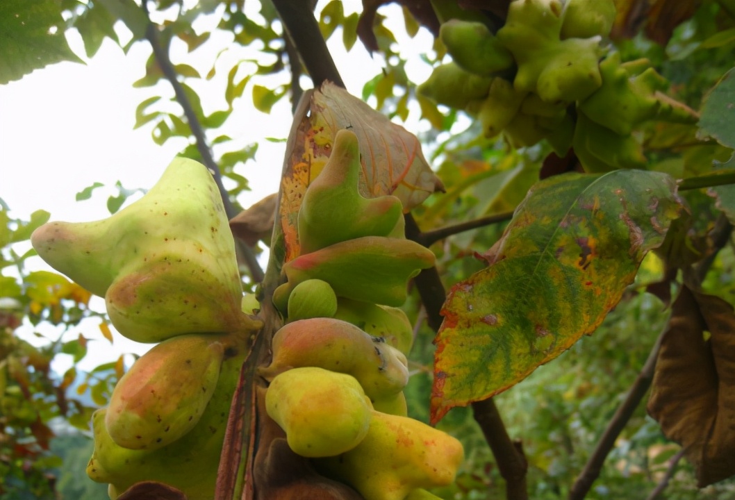 果子含百条虫子，儿时常采摘来卖，如今80元1斤，碰到别忘采摘