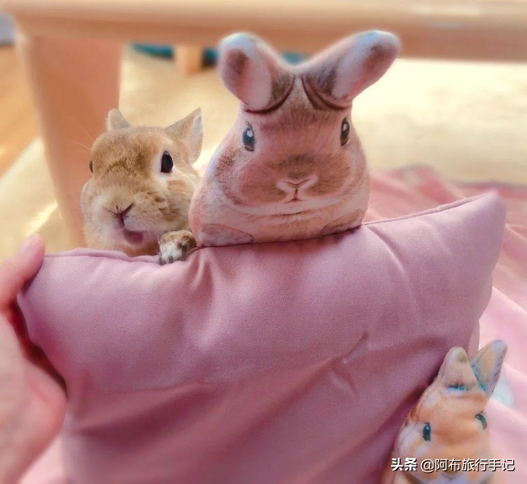 比撒钱刺激，种草日本杂货的最高境界，是把自己变成卖货郎！