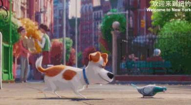 如何解决狗狗自己在家的叫唤,怎么纠正狗狗出门乱叫