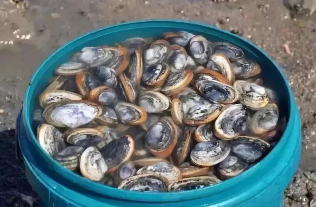 赶海吃各种爆辣的海鲜,好嗨哟赶海抓海鲜