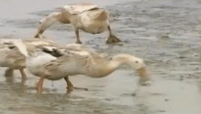 中国人吃鸭,湖南人吃鸭视频