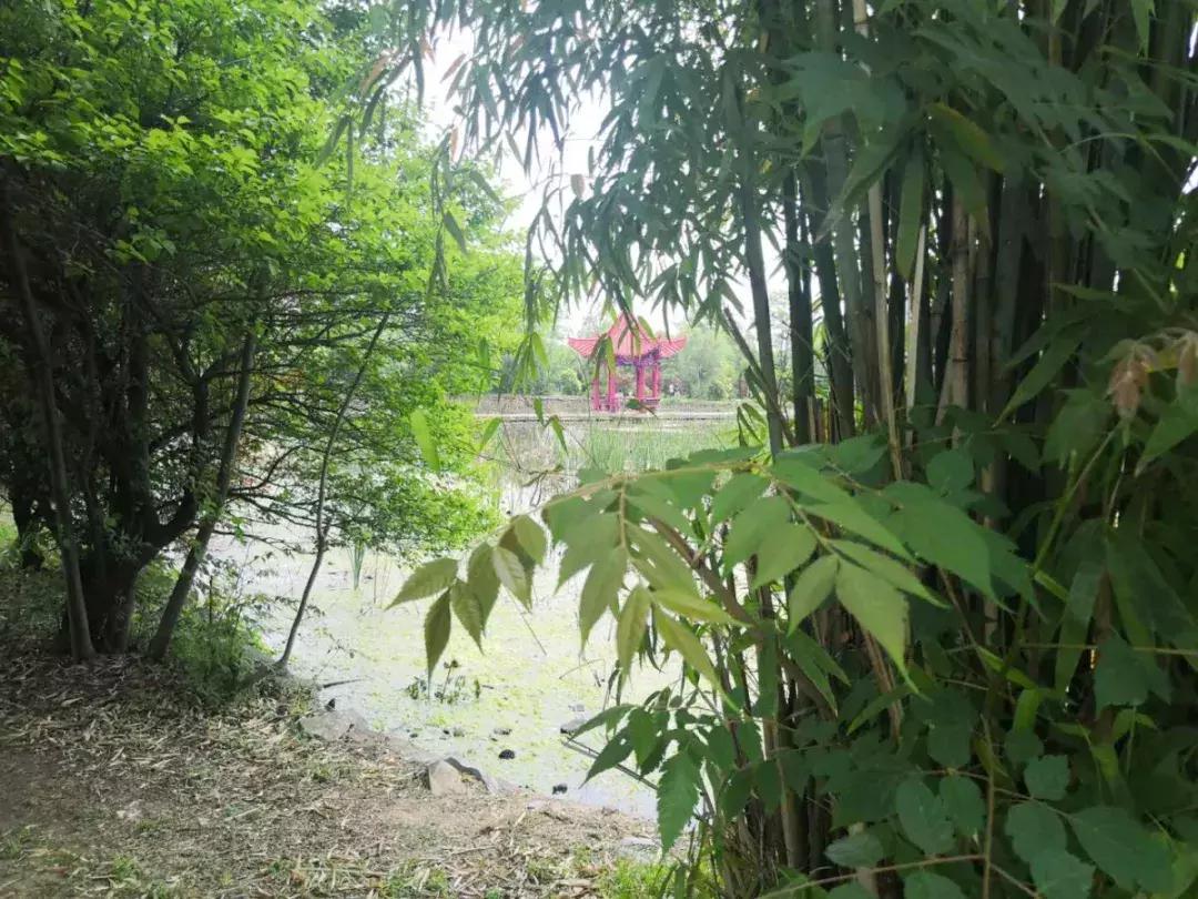 我们汉口学院的同学们是大花岭镇上“最孤独”的人