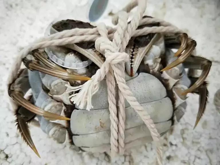 河蟹怎么挑选,河蟹怎么挑选上等