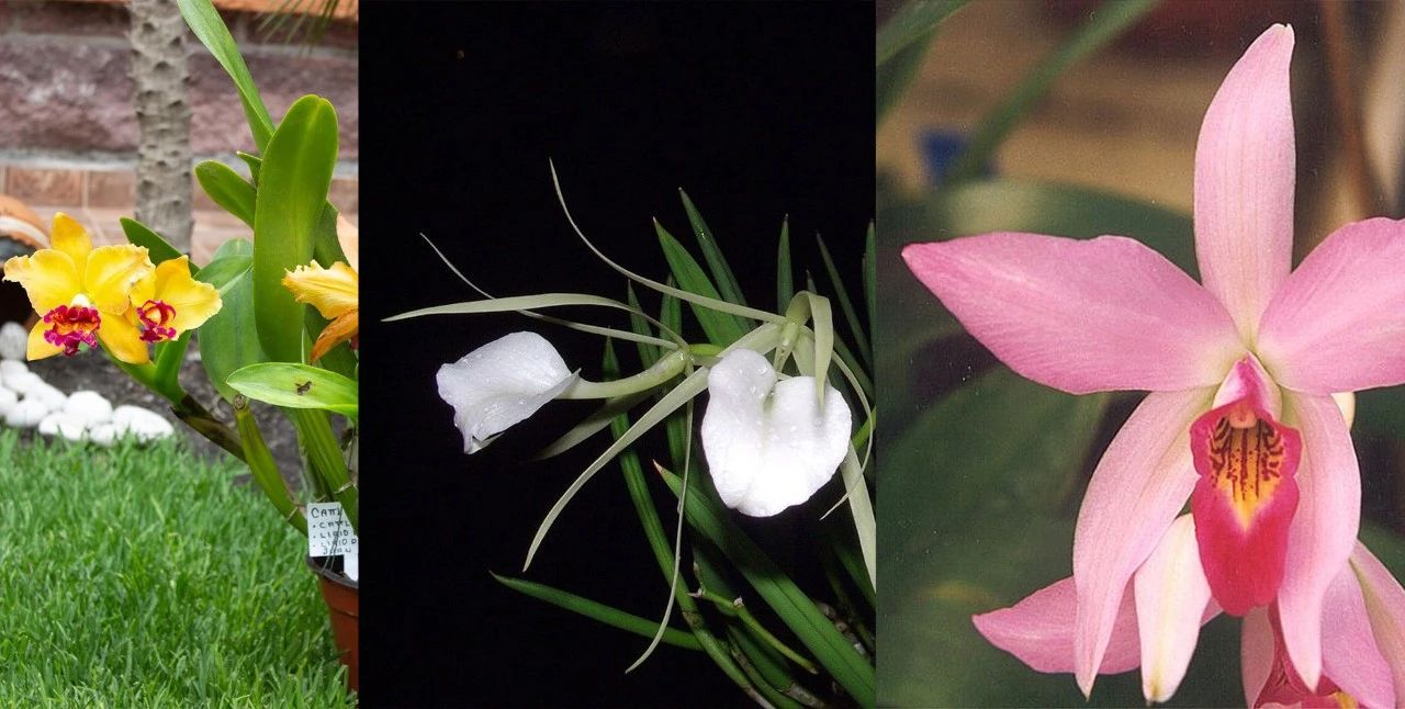 什么品种的卡特兰值得养,洋兰之王