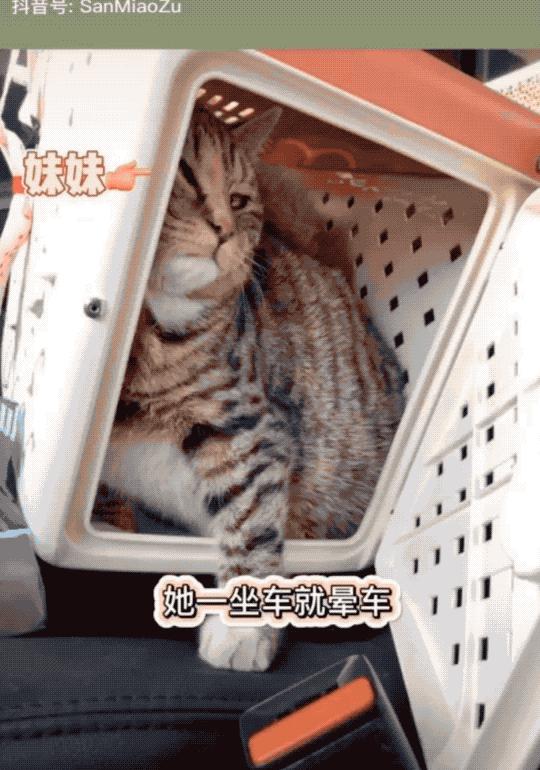 猫咪晕车吐了怎么办,猫咪晕车后呕吐了怎么办