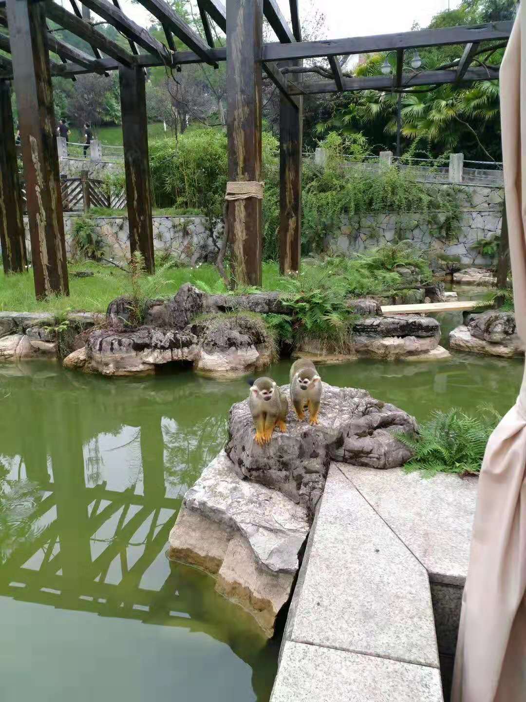 带着孩子在永川野生动物园一日游,重庆永川野生动物园攻略