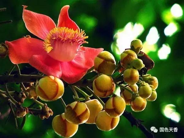 菩提花开观自在,菩提花开见性成佛