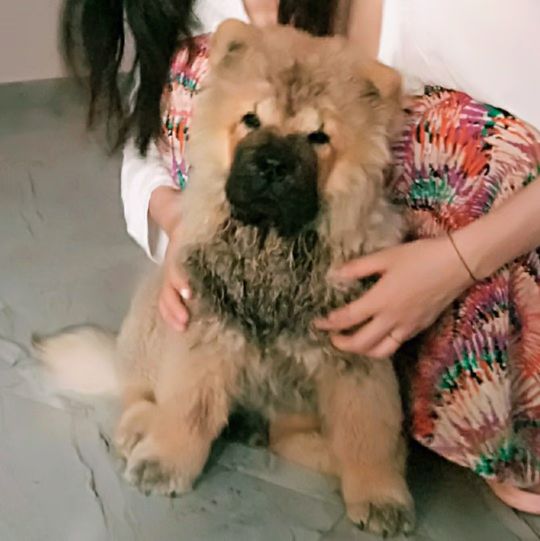 小松狮犬与松狮犬的区别,家有宝宝养小狗合适吗