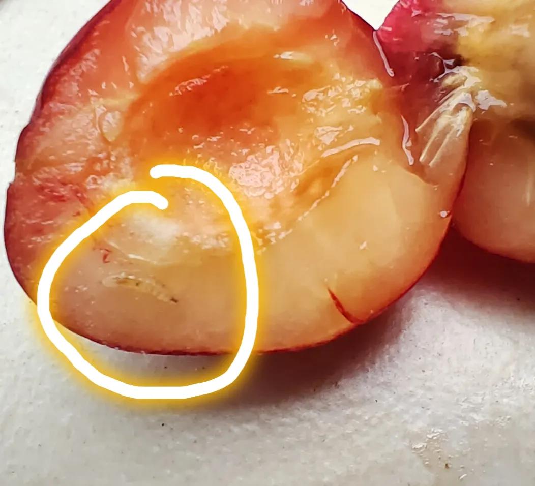 吃了好多樱桃才发现里面有蛆,樱桃里面有蛆误吃了怎么办