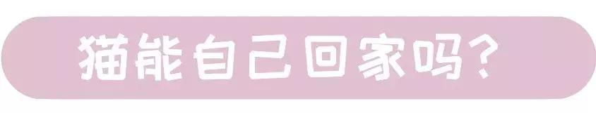 猫咪跑出去了自己知道回家吗,为什么猫咪离家回来后就很老实