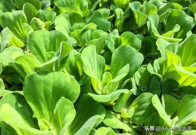 磷酸二氢钾怎么用有什么好处,磷酸二氢钾的施用方法有几种