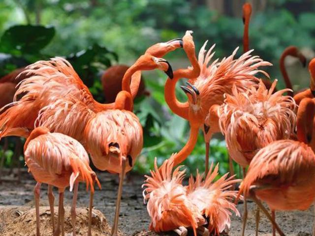 亚马逊热带雨林多大面积,亚马逊雨林最多的植被