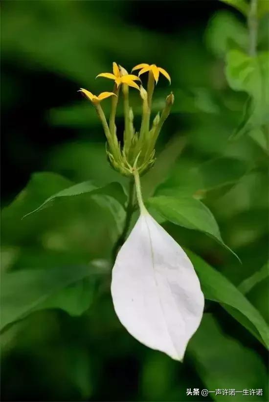 从未见到的怪花,从没见过的奇花