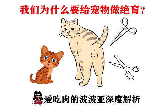 为什么要打完疫苗才能给宠物绝育,为什么这么多人都想给宠物做绝育