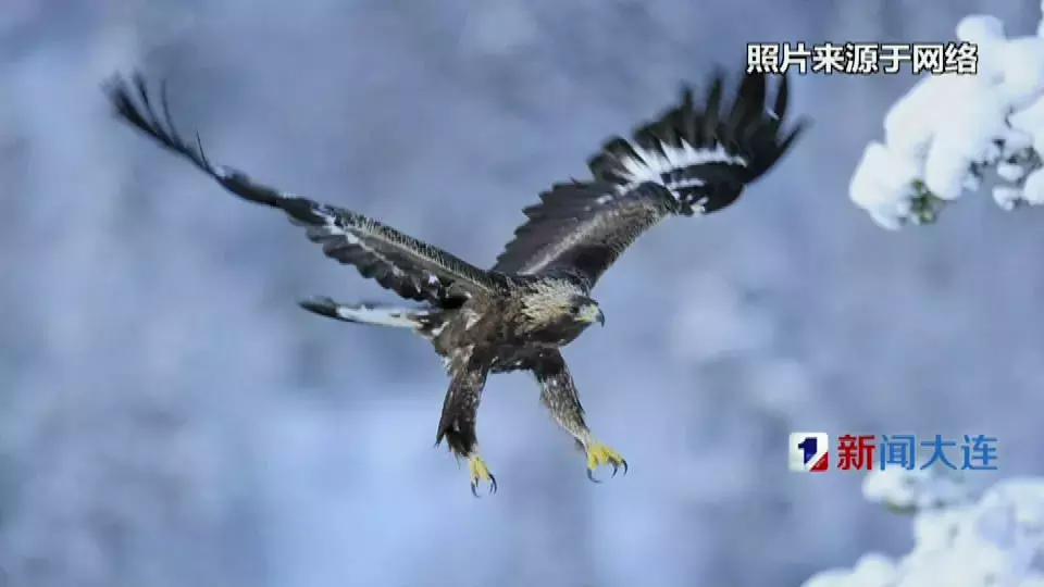 国家保护动物受伤被救,被国家保护动物致死怎么处理