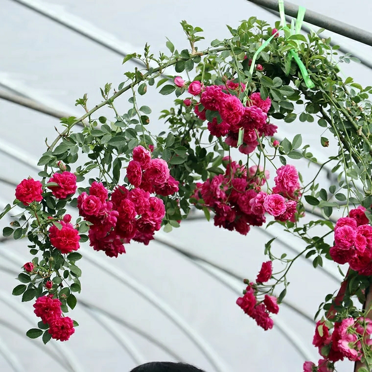 院子里种哪种爬墙花,怎么在院子周围种四季爬墙月季