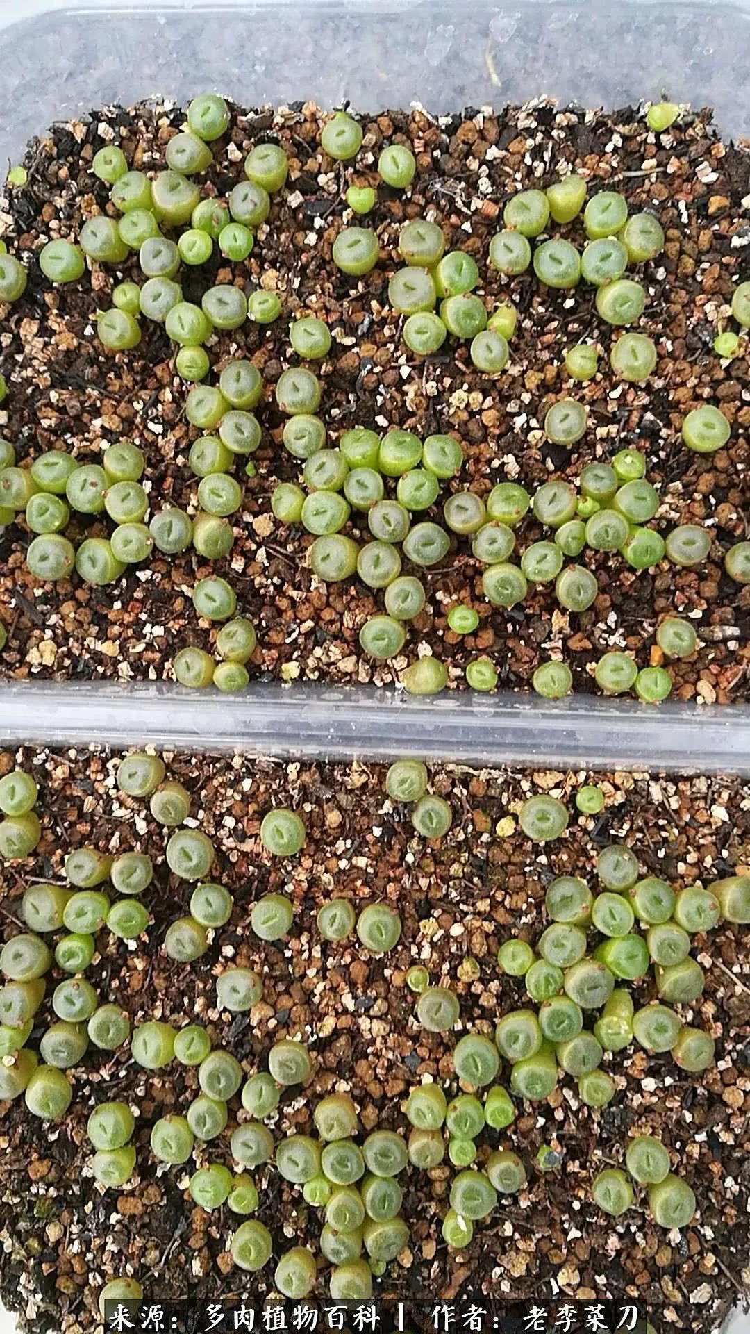 春季生石花种植,生石花冒芽需要把老叶片剪掉吗