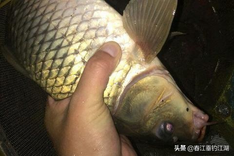 江钓肥鱼方法技巧,肥水钓鲫鱼怎么钓