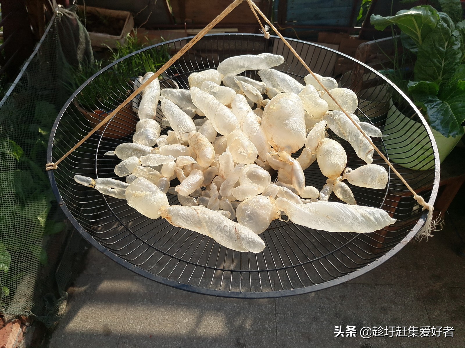 北江渔村河鲜栈道,清远白庙渔村攻略