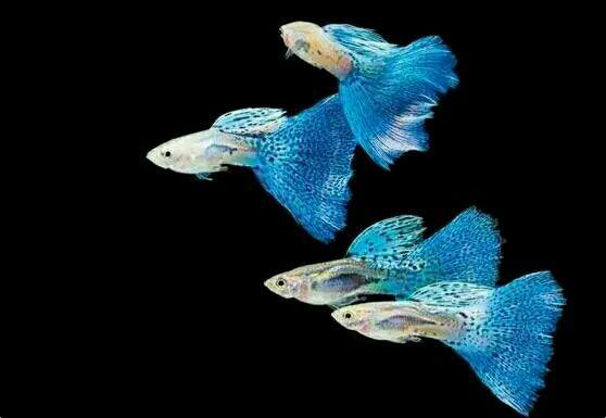 养孔雀鱼用什么灯,家里养孔雀鱼好吗