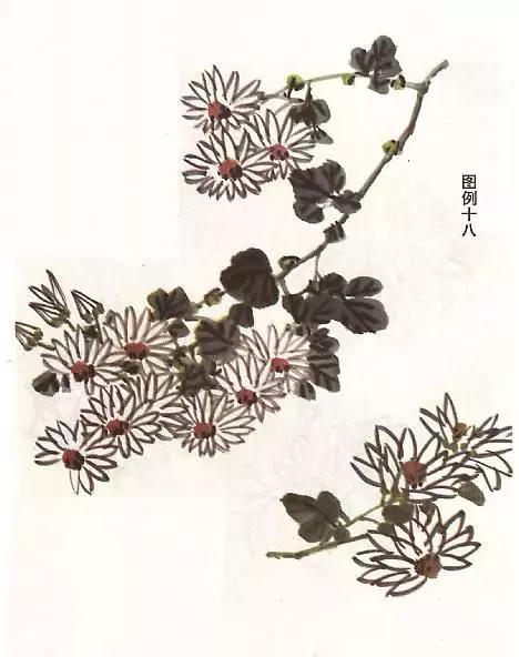 菊花国画入门简单教程,国画菊花画法技法教程