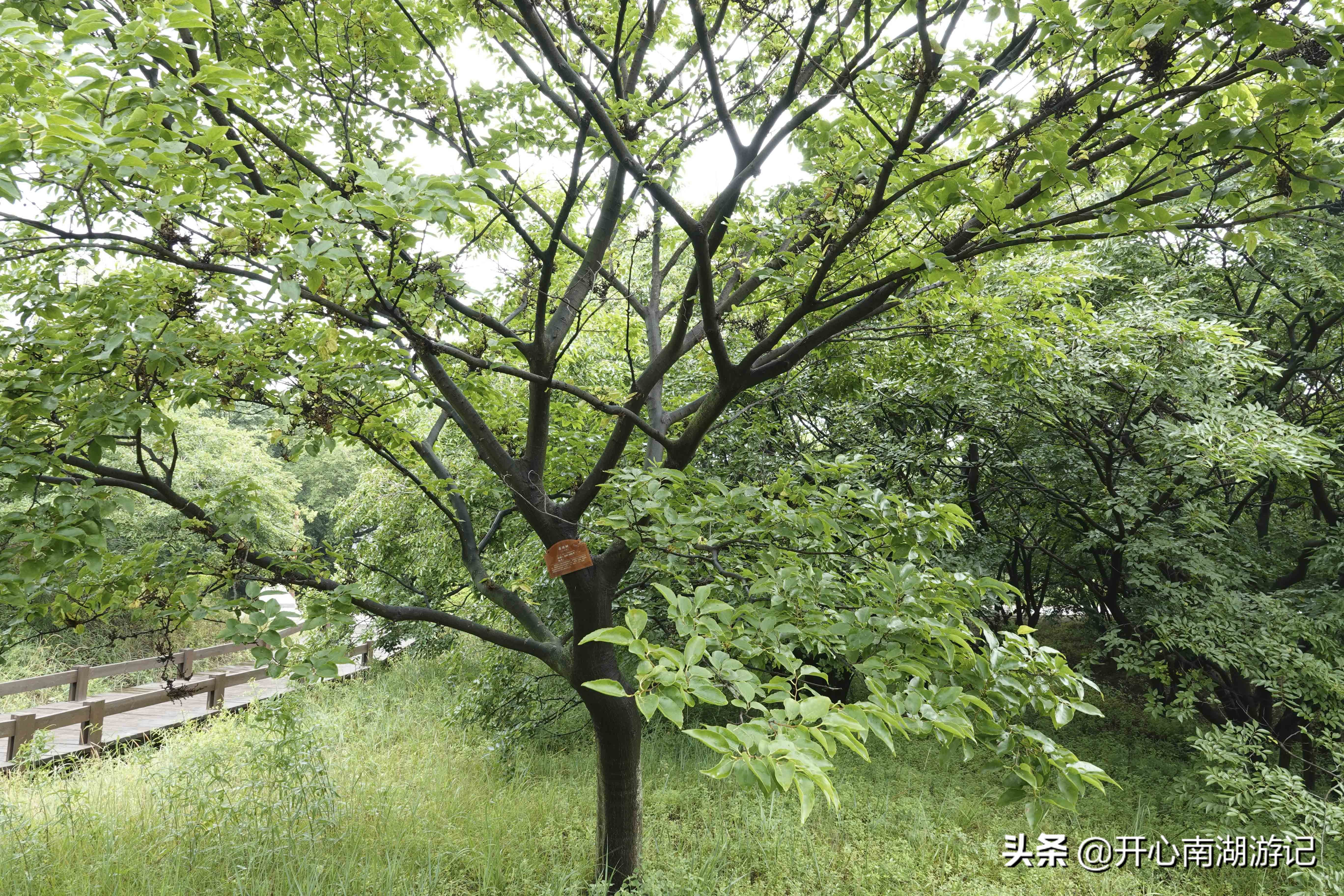 一花一世界，一叶一菩提，与浪漫的月坨岛比邻，菩提岛你去过吗？