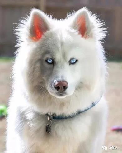 一只经常被误认为萨摩的哈士奇,没想到它居然长这样,太沙雕了