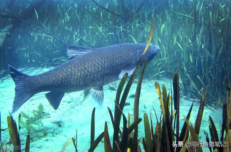一位河北钓友眼中的山东钓鱼人是这样的，我不置可否，大家怎么看