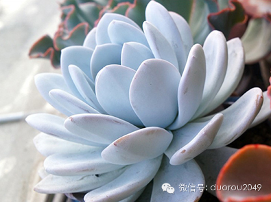 适合云南养的多肉,云南露养最好养活的多肉