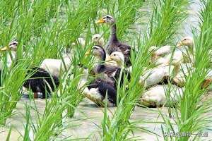 肉鸭疾病管理流程,肉鸭全程预防方案